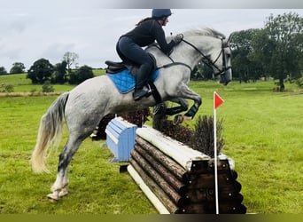 Trekpaard, Ruin, 4 Jaar, 164 cm, Schimmel