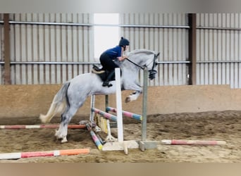 Trekpaard, Ruin, 4 Jaar, 164 cm, Schimmel