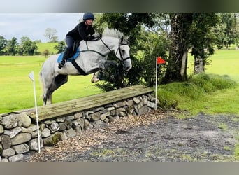 Trekpaard, Ruin, 4 Jaar, 164 cm, Schimmel