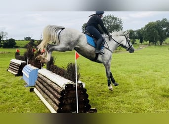 Trekpaard, Ruin, 4 Jaar, 164 cm, Schimmel