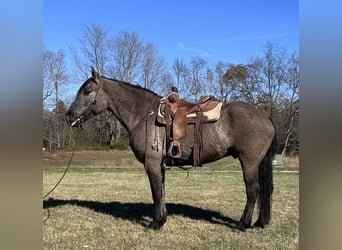 Trekpaard, Ruin, 4 Jaar, 165 cm, Grullo
