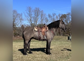 Trekpaard, Ruin, 4 Jaar, 165 cm, Grullo