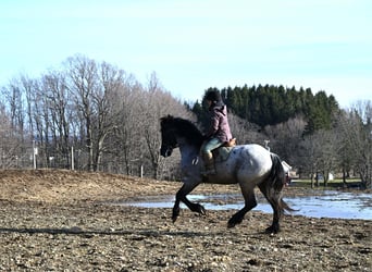 Trekpaard, Ruin, 4 Jaar, 165 cm, Roan-Blue