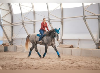 Trekpaard Mix, Ruin, 4 Jaar, 165 cm, Roan-Blue