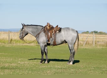 Trekpaard Mix, Ruin, 4 Jaar, 165 cm, Roan-Blue