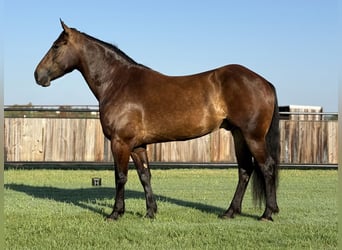 Trekpaard Mix, Ruin, 4 Jaar, 165 cm, Roodbruin