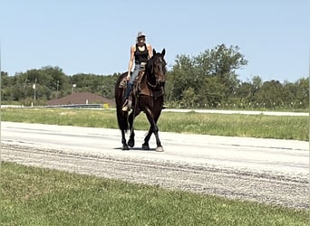 Trekpaard Mix, Ruin, 4 Jaar, 165 cm, Roodbruin
