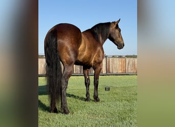 Trekpaard Mix, Ruin, 4 Jaar, 165 cm, Roodbruin