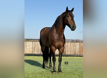 Trekpaard Mix, Ruin, 4 Jaar, 165 cm, Roodbruin