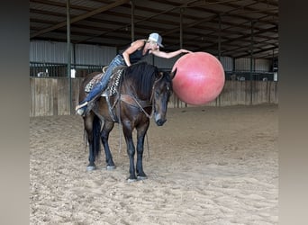 Trekpaard Mix, Ruin, 4 Jaar, 165 cm, Roodbruin