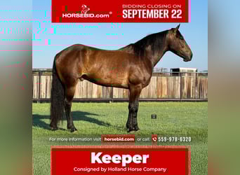 Trekpaard Mix, Ruin, 4 Jaar, 165 cm, Roodbruin