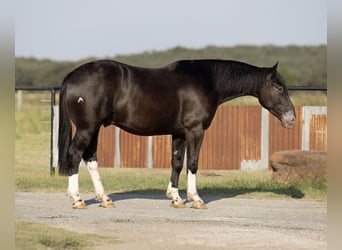 Trekpaard Mix, Ruin, 4 Jaar, 165 cm, Zwart
