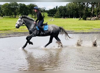 Trekpaard, Ruin, 4 Jaar, 165 cm, Zwartschimmel