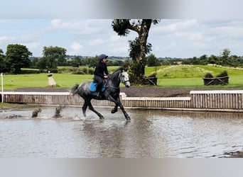 Trekpaard, Ruin, 4 Jaar, 165 cm, Zwartschimmel