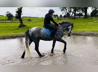Trekpaard, Ruin, 4 Jaar, 165 cm, Zwartschimmel