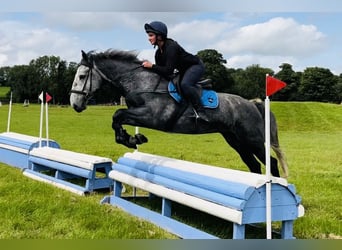 Trekpaard, Ruin, 4 Jaar, 165 cm, Zwartschimmel