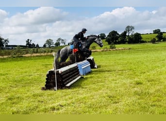 Trekpaard, Ruin, 4 Jaar, 165 cm, Zwartschimmel