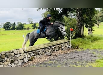 Trekpaard, Ruin, 4 Jaar, 165 cm, Zwartschimmel