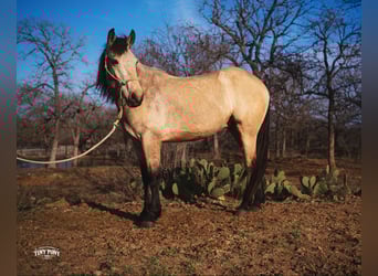 Trekpaard, Ruin, 4 Jaar, 168 cm, Buckskin
