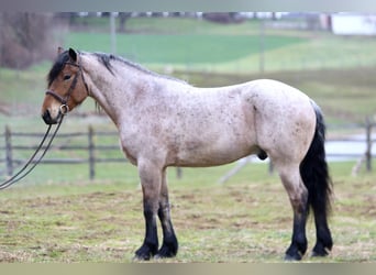 Trekpaard Mix, Ruin, 4 Jaar, 168 cm, Roan-Bay
