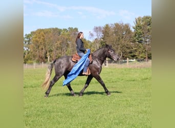 Trekpaard Mix, Ruin, 4 Jaar, 168 cm, Schimmel