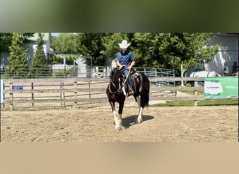 Trekpaard Mix, Ruin, 4 Jaar, 168 cm