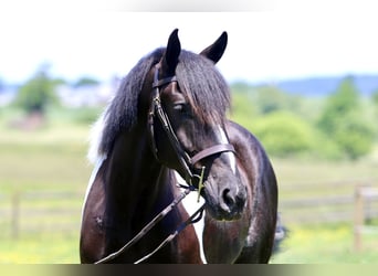 Trekpaard Mix, Ruin, 4 Jaar, 168 cm