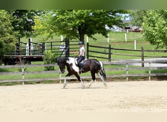 Trekpaard Mix, Ruin, 4 Jaar, 168 cm