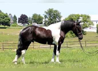 Trekpaard Mix, Ruin, 4 Jaar, 168 cm