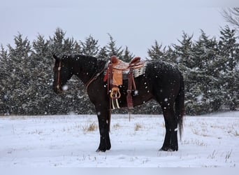 Trekpaard, Ruin, 4 Jaar, 168 cm, Zwart
