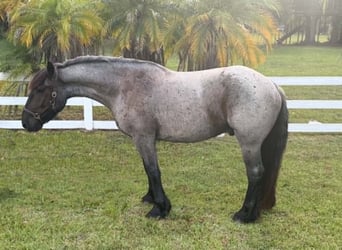 Trekpaard, Ruin, 4 Jaar, 170 cm, Roan-Blue