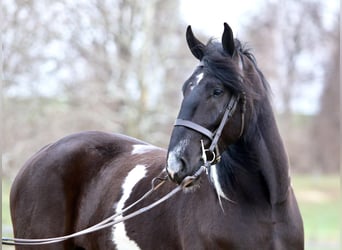 Trekpaard Mix, Ruin, 4 Jaar, 178 cm, Gevlekt-paard