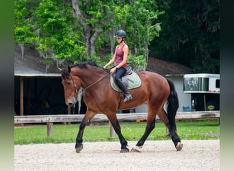 Trekpaard Mix, Ruin, 4 Jaar, 183 cm, Roodbruin