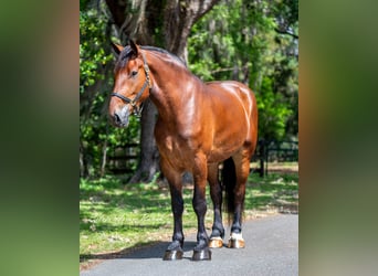 Trekpaard Mix, Ruin, 4 Jaar, 183 cm, Roodbruin