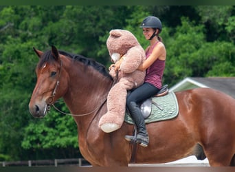 Trekpaard Mix, Ruin, 4 Jaar, 183 cm, Roodbruin
