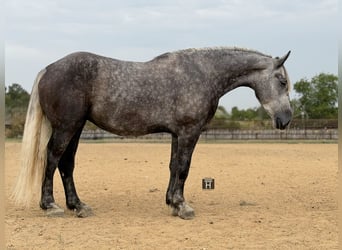 Trekpaard Mix, Ruin, 4 Jaar, Appelschimmel