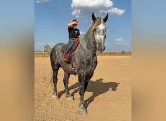 Trekpaard Mix, Ruin, 4 Jaar, Appelschimmel