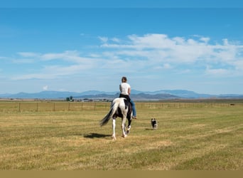 Trekpaard Mix, Ruin, 4 Jaar, Gevlekt-paard