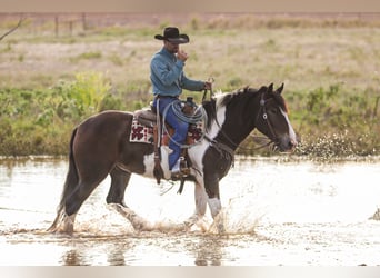 Trekpaard Mix, Ruin, 4 Jaar, Gevlekt-paard