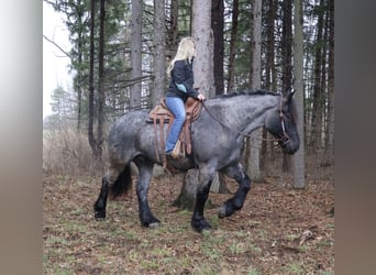 Trekpaard Mix, Ruin, 4 Jaar, Roan-Blue