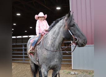 Trekpaard Mix, Ruin, 4 Jaar, Roan-Blue