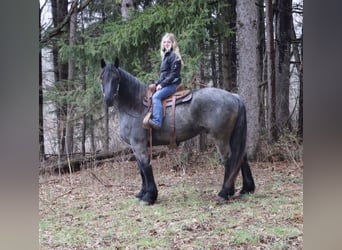 Trekpaard Mix, Ruin, 4 Jaar, Roan-Blue