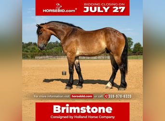 Trekpaard Mix, Ruin, 4 Jaar, Roodbruin