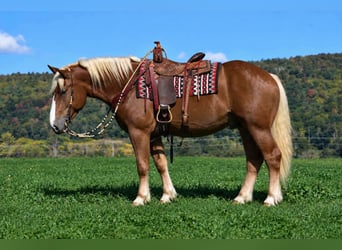 Trekpaard Mix, Ruin, 4 Jaar, Roodvos