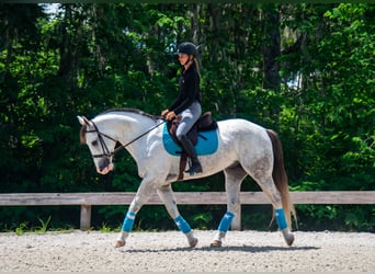 Trekpaard Mix, Ruin, 4 Jaar, Schimmel