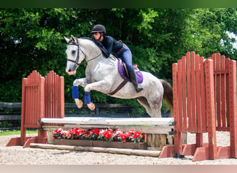 Trekpaard Mix, Ruin, 4 Jaar, Schimmel