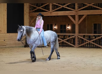 Trekpaard Mix, Ruin, 4 Jaar, Schimmel
