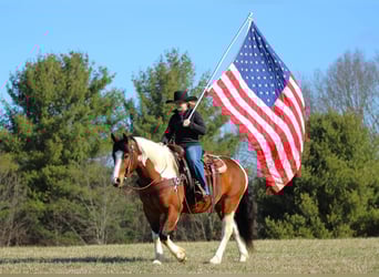 Trekpaard Mix, Ruin, 5 Jaar, 145 cm, Gevlekt-paard