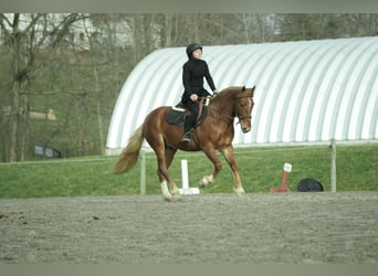 Trekpaard Mix, Ruin, 5 Jaar, 147 cm, Roodvos