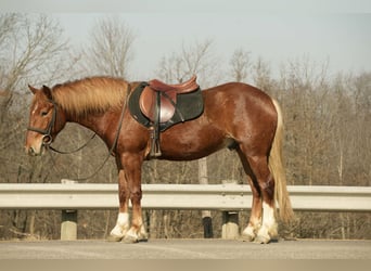 Trekpaard Mix, Ruin, 5 Jaar, 147 cm, Roodvos